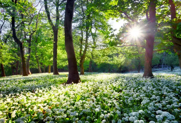 Photo of Sun in green forest with wild garlic