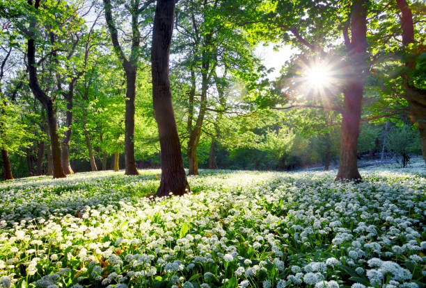 sun in green forest with wild garlic - deep of field imagens e fotografias de stock