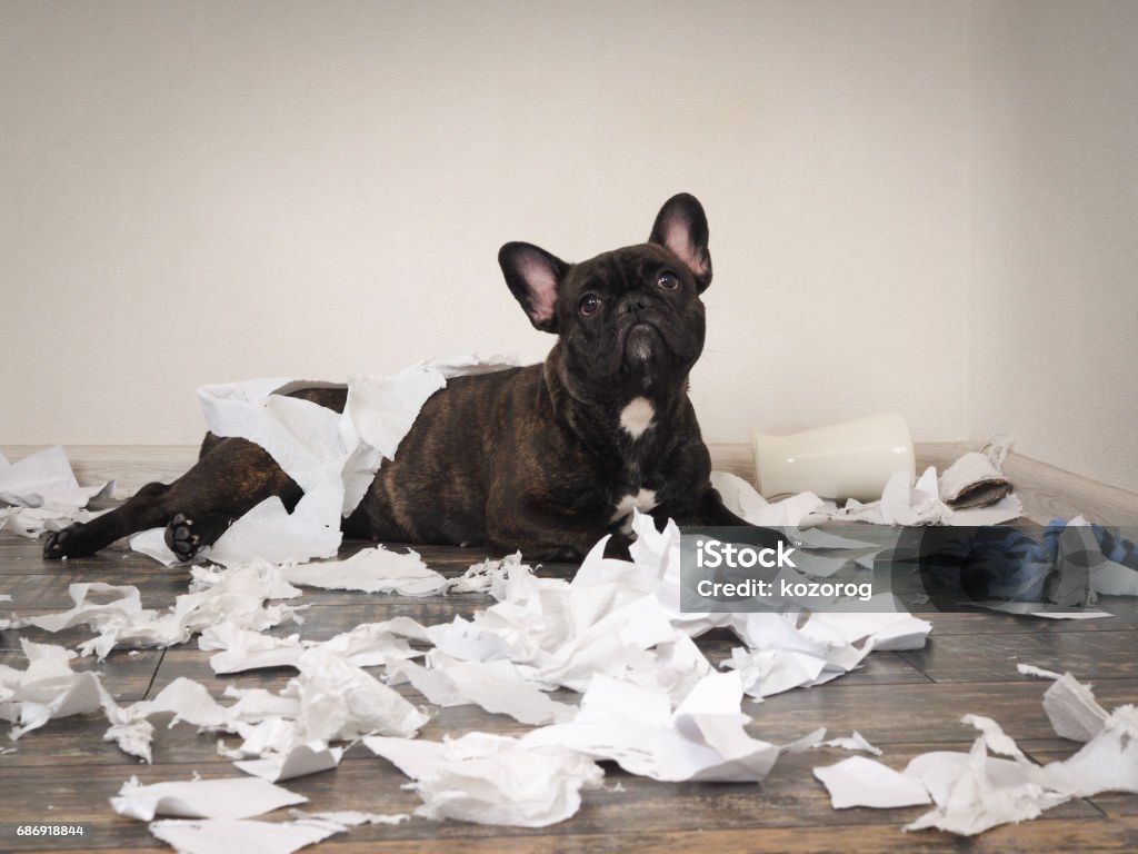 Lustiger Hund machte ein Durcheinander in den Raum. Verspielt Welpen französische Bulldogge - Lizenzfrei Hund Stock-Foto