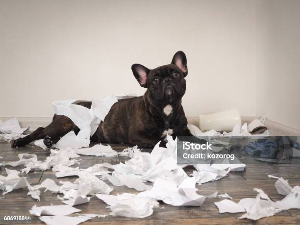 Lustiger Hund Machte Ein Durcheinander In Den Raum Verspielt Welpen Französische Bulldogge Stockfoto und mehr Bilder von Hund