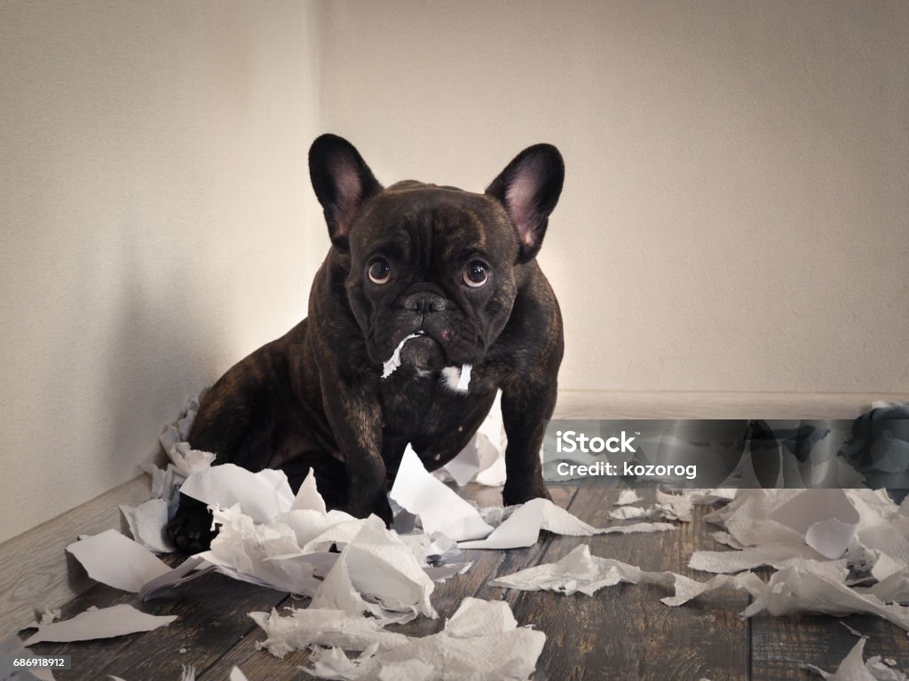 Blâmer le chien fait un désordre dans la salle. Ludique chiot bouledogue Français - Photo de Chien libre de droits