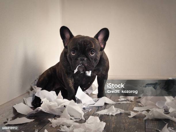 Photo libre de droit de Blâmer Le Chien Fait Un Désordre Dans La Salle Ludique Chiot Bouledogue Français banque d'images et plus d'images libres de droit de Chien