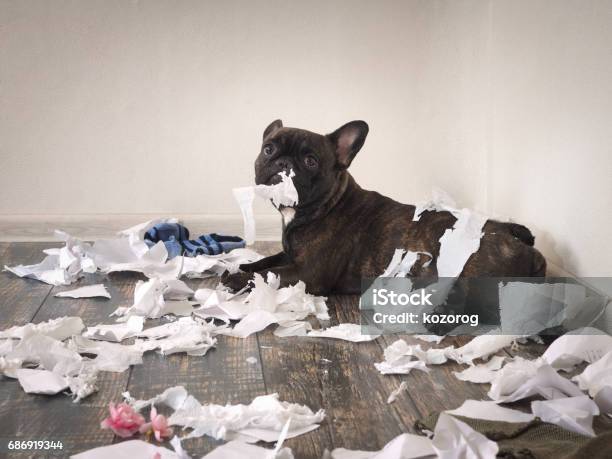 Lustiger Hund Machte Ein Durcheinander In Den Raum Verspielt Welpen Französische Bulldogge Stockfoto und mehr Bilder von Hund