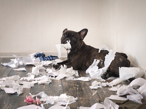 Perro gracioso hecho un desorden en la habitación. Juguetón cachorro bulldog francés photo