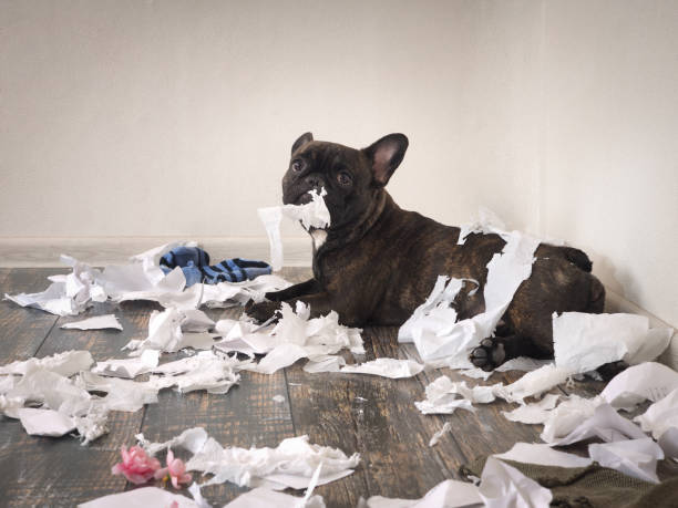 Funny dog made a mess in the room. Playful puppy French bulldog Funny dog made a mess in the room. Playful puppy French bulldog chaos stock pictures, royalty-free photos & images
