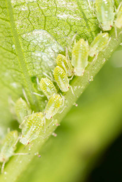 istock A small aphid on a green plant 686921650