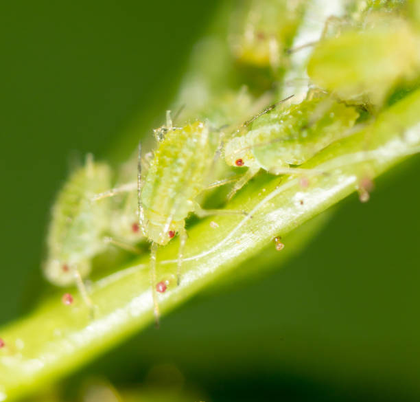 istock A small aphid on a green plant 686923762