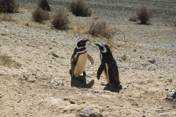 istock Penguins at Peninsula Valdes, Argentina 686924526