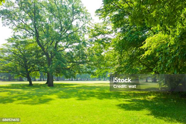 Park Stock Photo - Download Image Now - Back Lit, Beauty, Clear Sky