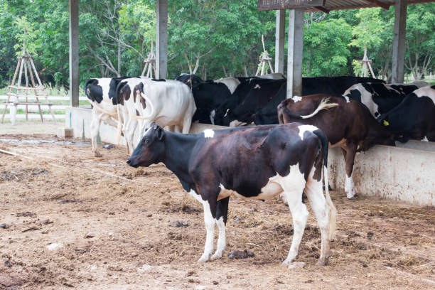 istock Black dairy cattle in Cow 686925118