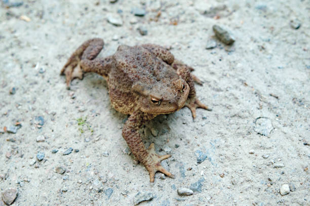istock A Big old toad walking over a gravel road 686925454