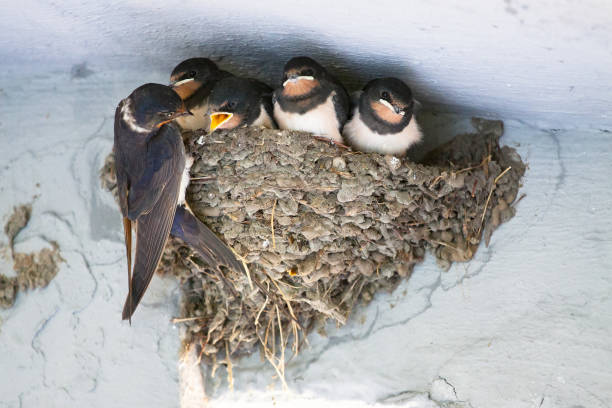 uccelli e animali nella fauna selvatica. la rondine nutre i piccoli uccelli nidificanti - rondine foto e immagini stock