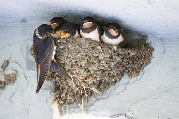 Birds and animals in wildlife. The swallow feeds the baby birds nesting Birds and animals in wildlife. The swallow feeds the baby birds nesting barn swallow stock pictures, royalty-free photos & images
