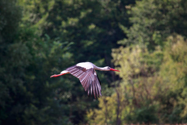 istock White Stork (Ciconia ciconia) in flight over the meadow 686928620