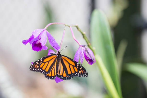 Cairns, Australia- April 2017. Close up of a Monarch Butterfly feeding on the stamen of a purple orchid.