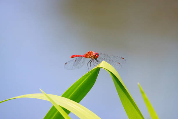 Free Stock Photo of Red dragonfly and green leaves | Download Free ...