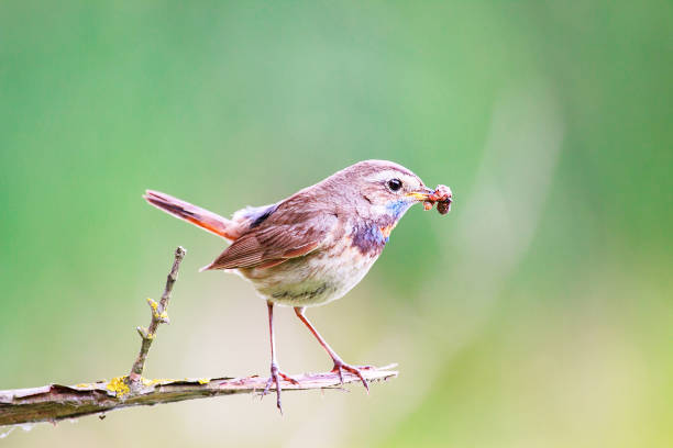 istock Bluethroat on branch with worm in its beak 686929352