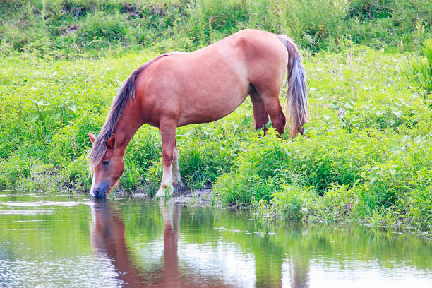 istock Horse drinking water from the river 686929396