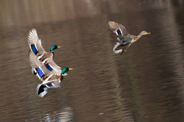 istock Flying Drake Mallards in Courtship Flight. Ducks fly over water 686929584