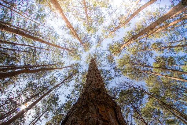 istock Looking toward the tip of pine trees 686931708