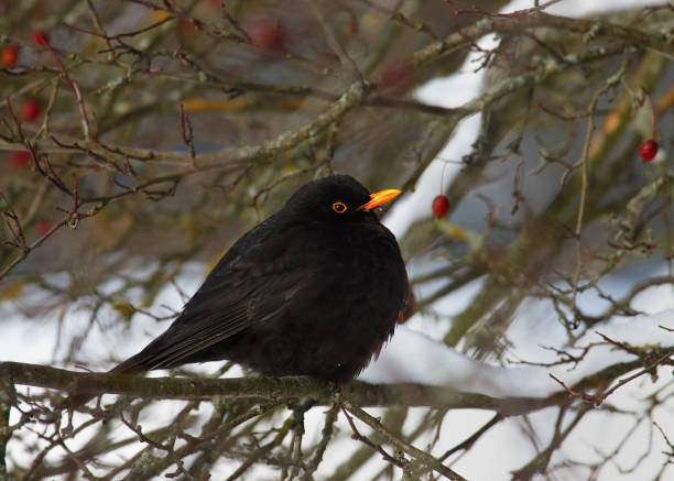 istock Blackbird sitting on a branch. Grey-winged blackbird 686931790