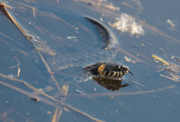 istock grass snake, called the ringed snake or water snake in lake 686931962