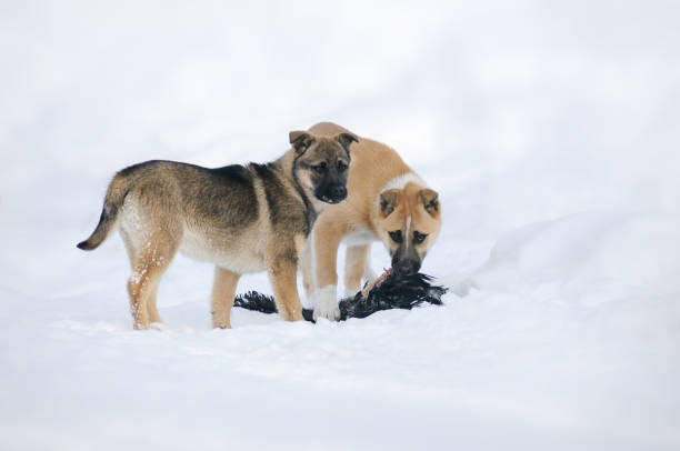 Homeless Puppies Eat Meat Caught Crows Problems Stray Animals Survive The  Winter Stock Photo - Download Image Now - iStock