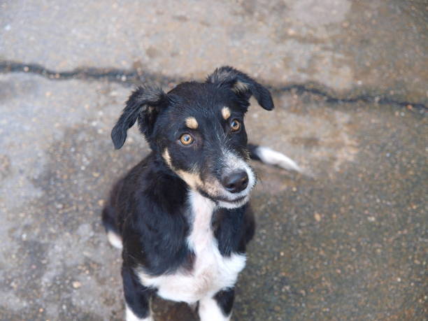 istock stray hungry puppy 686935188