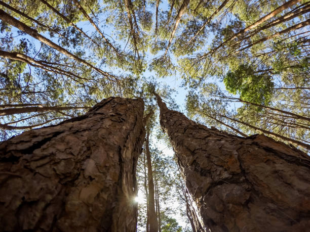 istock Looking toward the tip of pine trees 686938460
