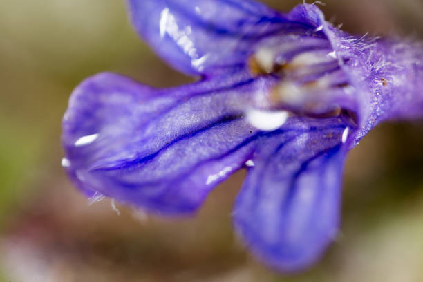 istock Beautiful blue flower on nature in spring 686941582