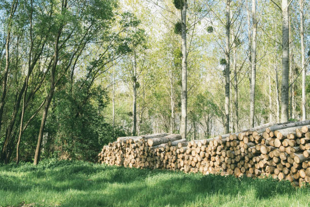 Wood pile in the forest Wood pile in the forest fuelwood stock pictures, royalty-free photos & images