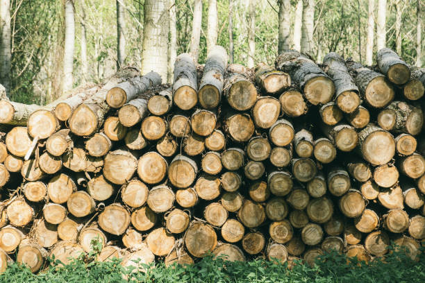 istock Wood pile in the forest 686942692