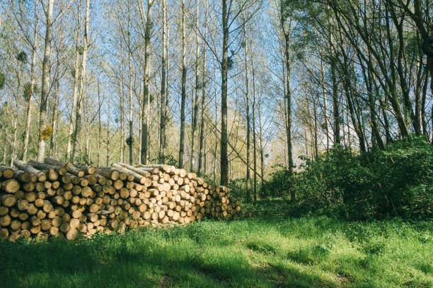 Wood pile in the forest Wood pile in the forest fuelwood stock pictures, royalty-free photos & images