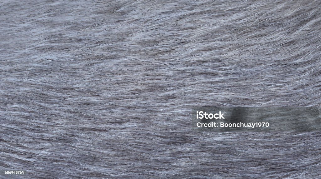 gray dog fur for abstract or background Animal Hair Stock Photo