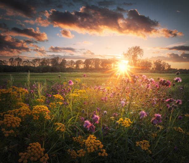 istock wildflowers in a field 686946866