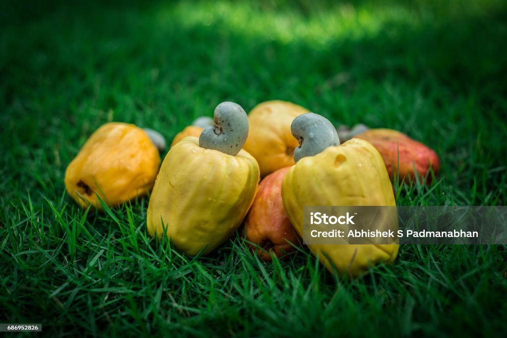 Fruit & Nut Bunch of Cashew Aplle on lawn Fruit Stock Photo