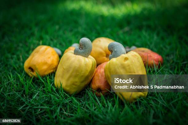 Fruit Nut Stock Photo - Download Image Now - Fruit, Cashew, Goa