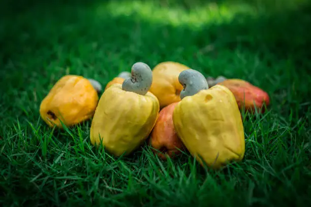 Bunch of Cashew Aplle on lawn