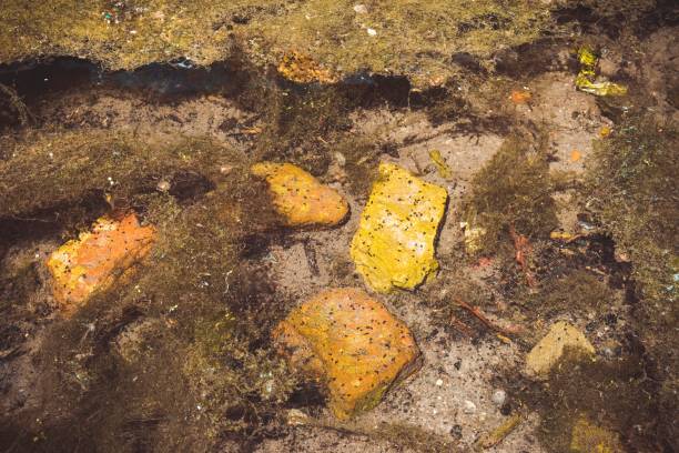 istock Old red brick and garbage in clear creek water. 686960790
