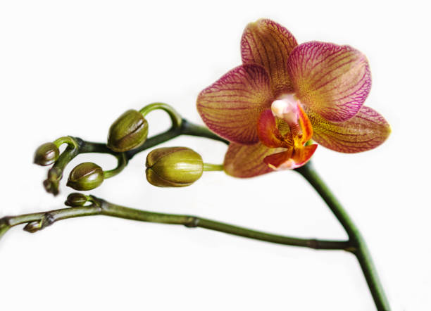 istock Pink Phalaenopsis orchid flower 686965114