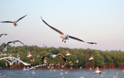 Hundreds of seagulls flying in the sky at sunset.