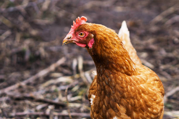 istock Brown hen in a free range farm. This hens lay top quality organic eggs. 686965514