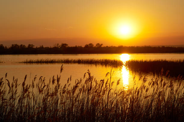 Sunset river. Silhouette trees on shore, sky and sun reflected in the water, back lighte