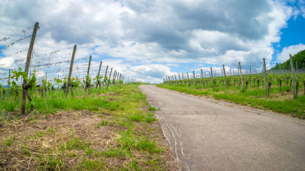 istock Vineyard road leading into the german vineyards 686975878