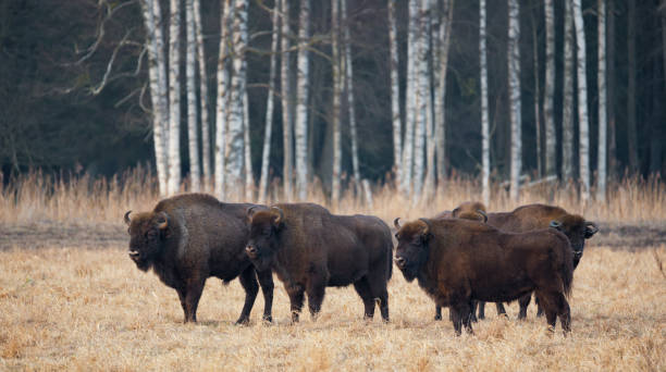 um rebanho de auroque europeu pastando na field.four grande bisão marrom no fundo da floresta de vidoeiro. - auroch - fotografias e filmes do acervo