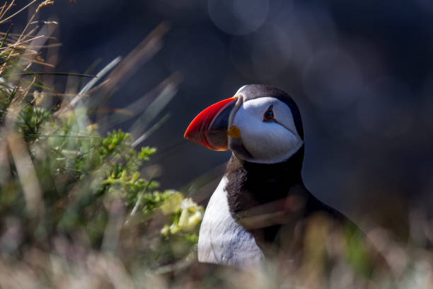 istock Atlantic Puffin or common Puffin in Iceland 686980832