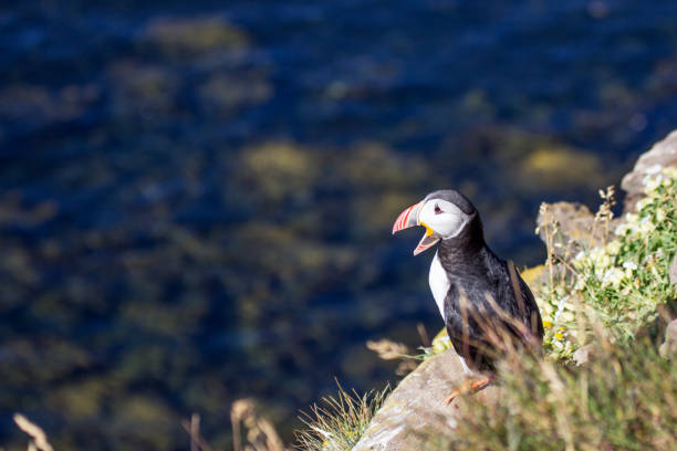 istock Atlantic Puffin or common Puffin in Iceland 686981004