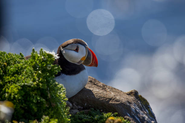 istock Atlantic Puffin or common Puffin in Iceland 686981380