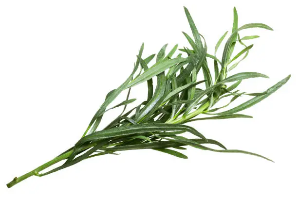 Fresh French Tarragon (Artemisia dracunculus). Clipping path, top view