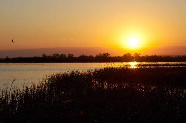 istock Sunset river. Silhouette trees on shore, sky and sun reflected in the water, back lighte 686988686